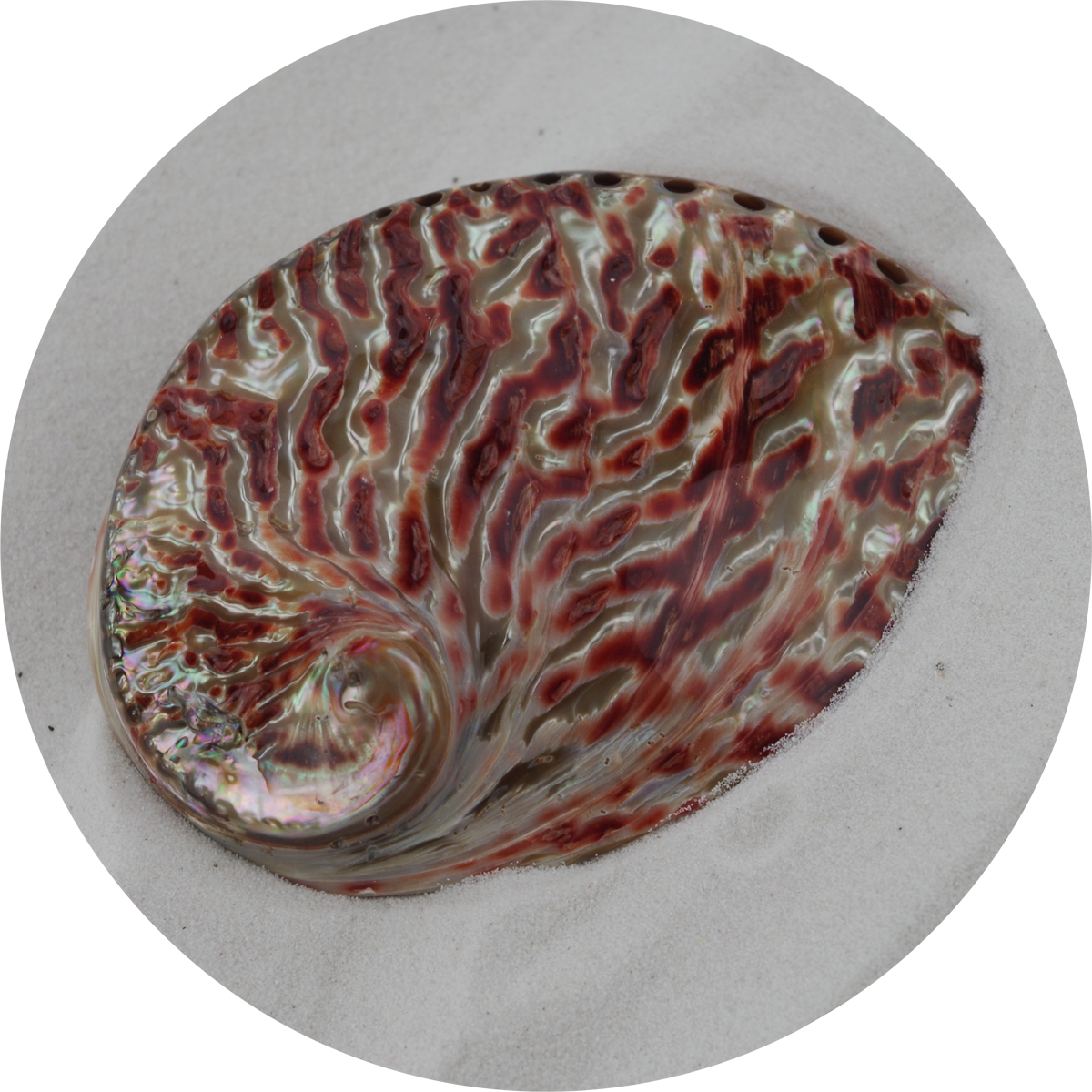 - Polished Abalone - Red - 11cm